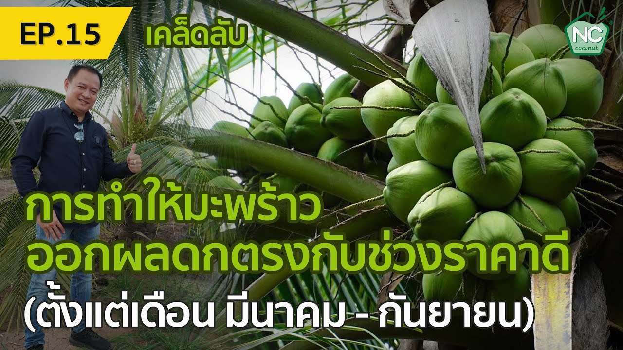 การทำให้มะพร้าวออกผลดกตรงกับช่วงราคาดี (ตั้งแต่เดือน มีนาคม - กันยายน) NC coconut Farm EP.15