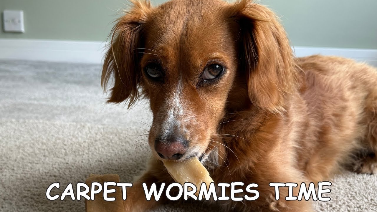 My Dogs Reaction To Coming Home After 2 Weeks On A Road Trip