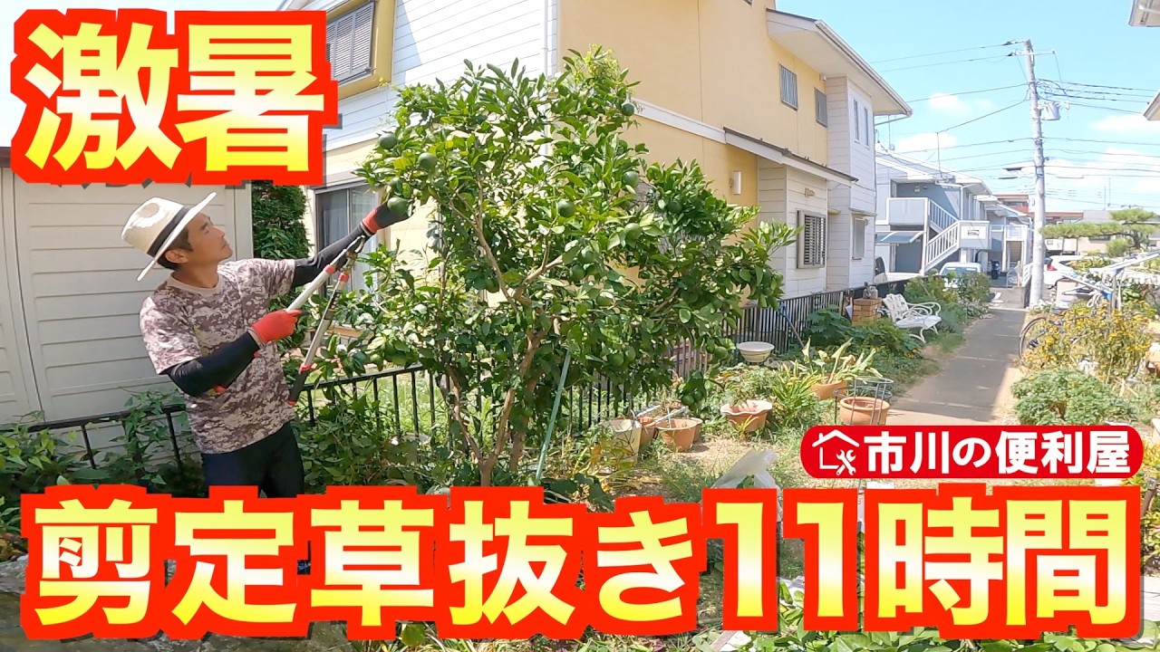 【剪定4本＆草取り57㎡】酷暑の11時間お家周りスッキリ作業☀️みかん透かし剪定🍊サルスベリ枝打ち🐒低木刈込み🌳お土産はスベリヒユ☘️粒状除草剤『ブロマックス５』の効果はいかに？！千葉県市川市の便利屋