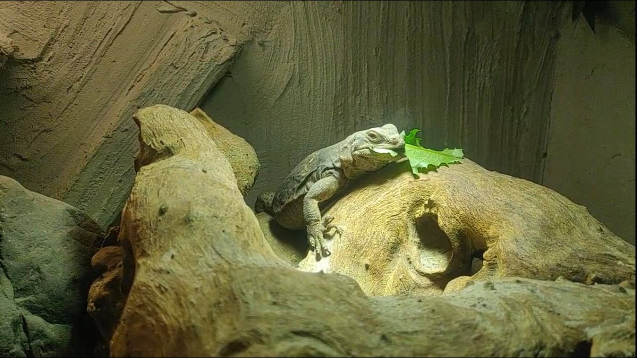 How to setup a vivarium for the Common Chuckwalla (Sauromalus Ater)