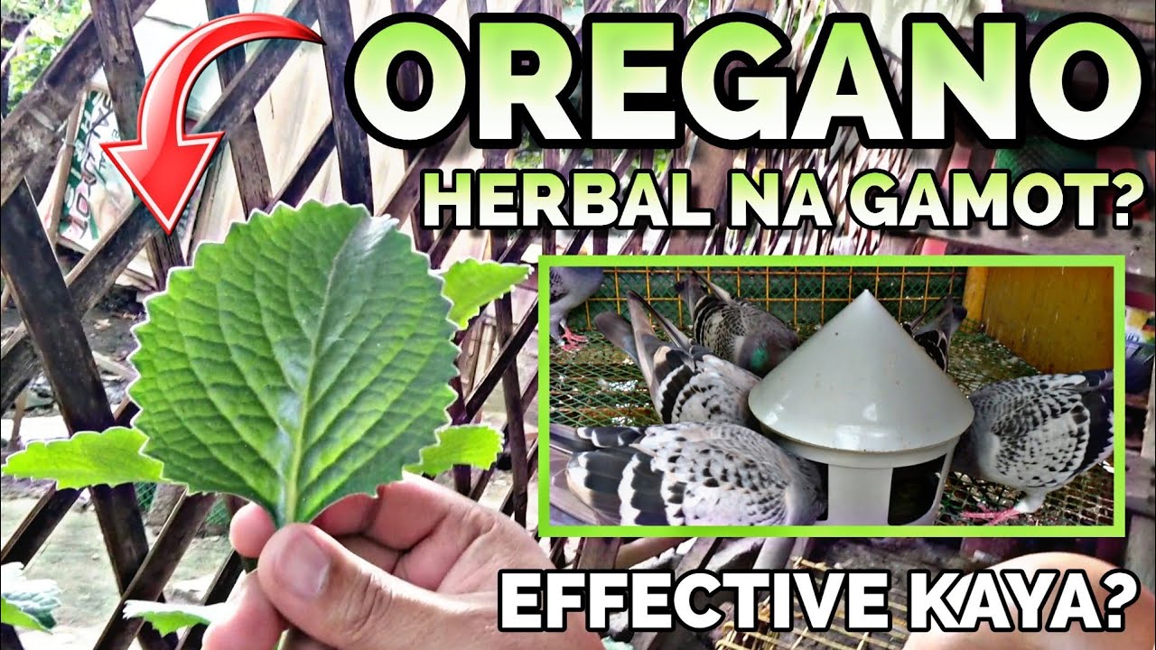 NAGBIGAY KAMI NG OREGANO SA KALAPATI NATIN 🤔