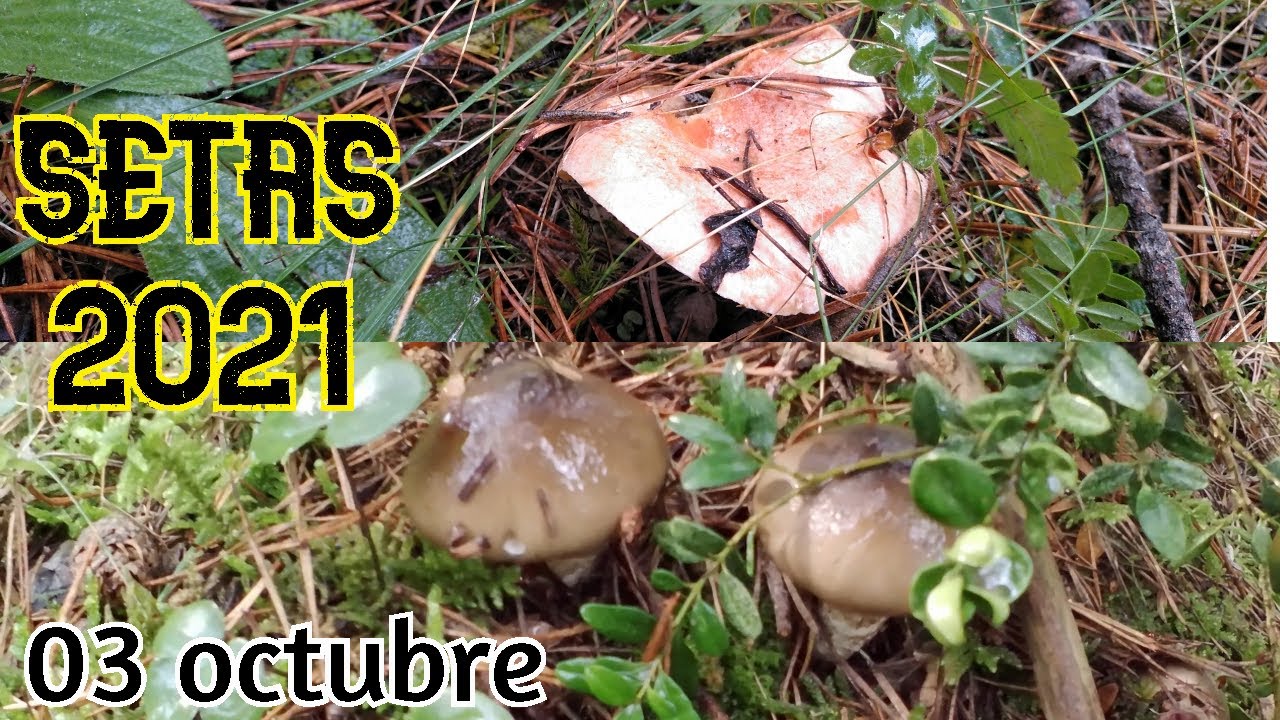 SETAS 2021 🍄 Salida a por níscalos / rovellons , Prepirineo 1300 metros, 03 octubre 2021.