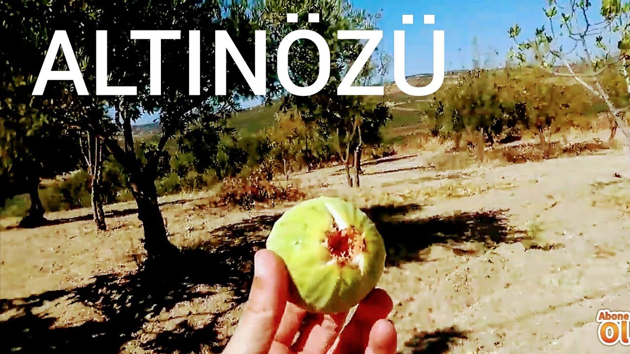 Hatay Altınözü 2021