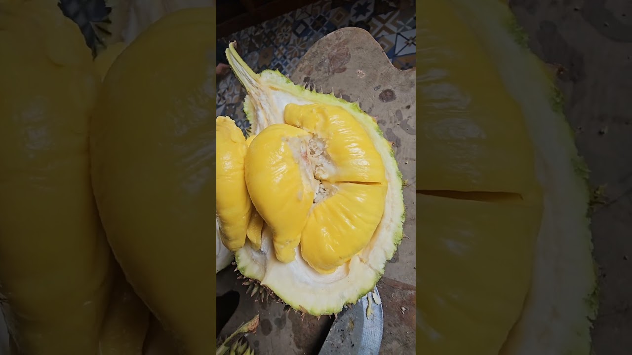 🟠🟠 TAMU PAKAR DURIAN PAK HAR SUMITANI AKDI DAN PAK SHOLAHUDIN LAMONGAN 🌳🌳