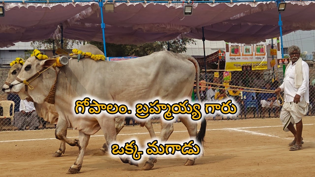 రెంటచింతల జూనియర్స్ విభాగం 2వ.