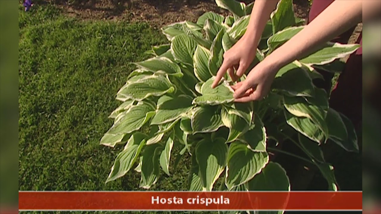 Des hostas sans limaces
