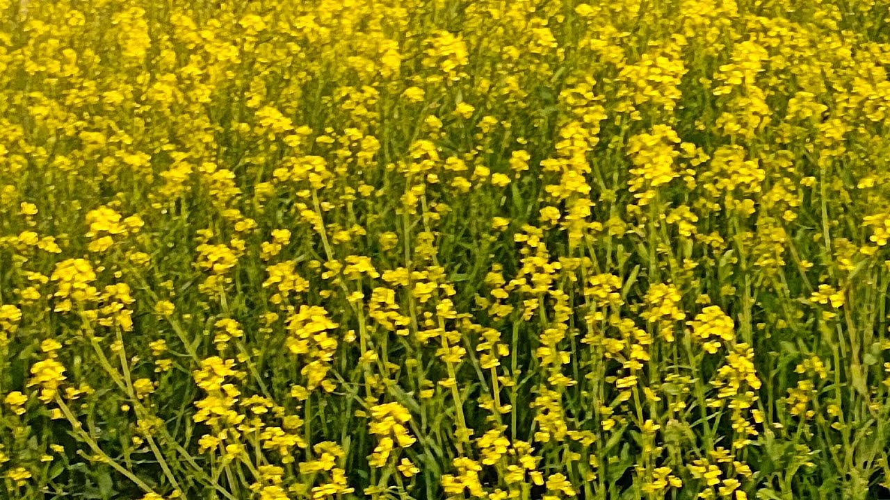 Suman Sangwan Bhiwani is live!