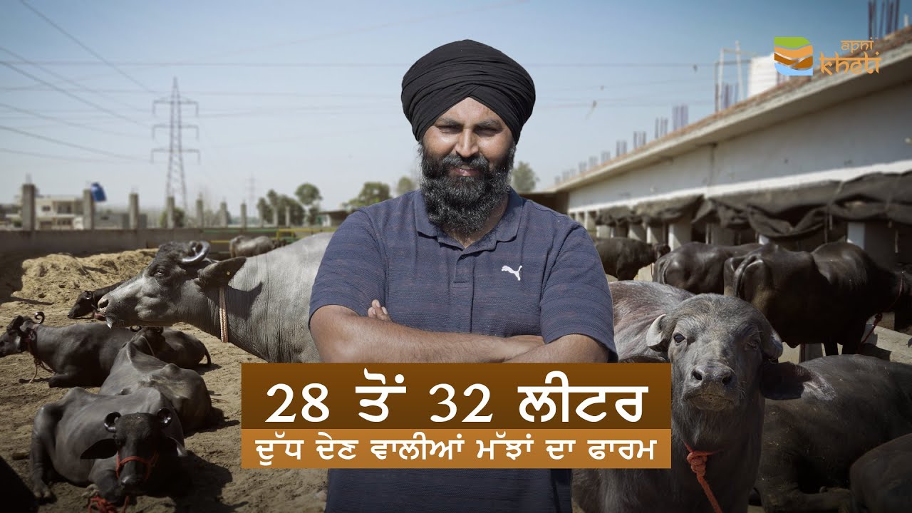 ਇਸ ਡੇਅਰੀ ਫਾਰਮ ਦਾ ਹਰ ਪਸ਼ੂ ਹੈ ਚੈਮਪੀਅਨ | Pavitar Singh’s Champion Dairy Farm |
