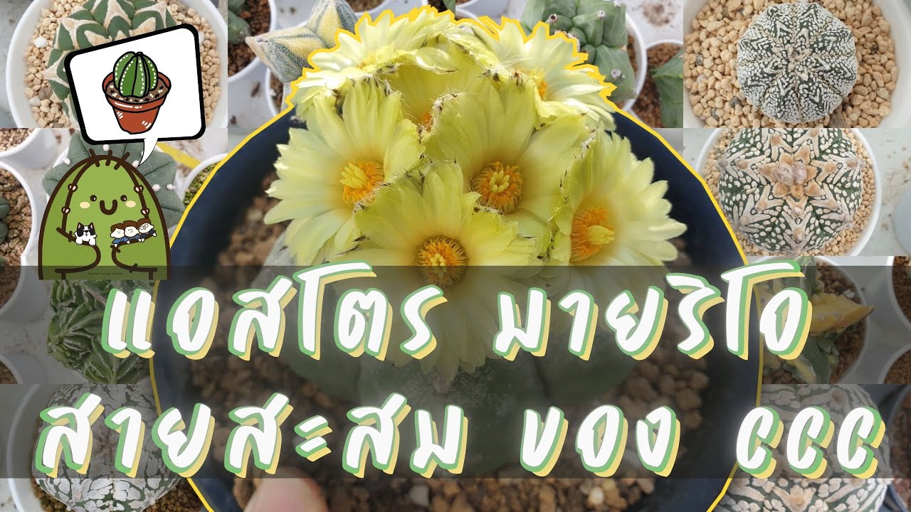 พาชมแอสโตร และ มายริโอ สายสะสม  | Cactus Cheap Cheap by Me'orra Thailand