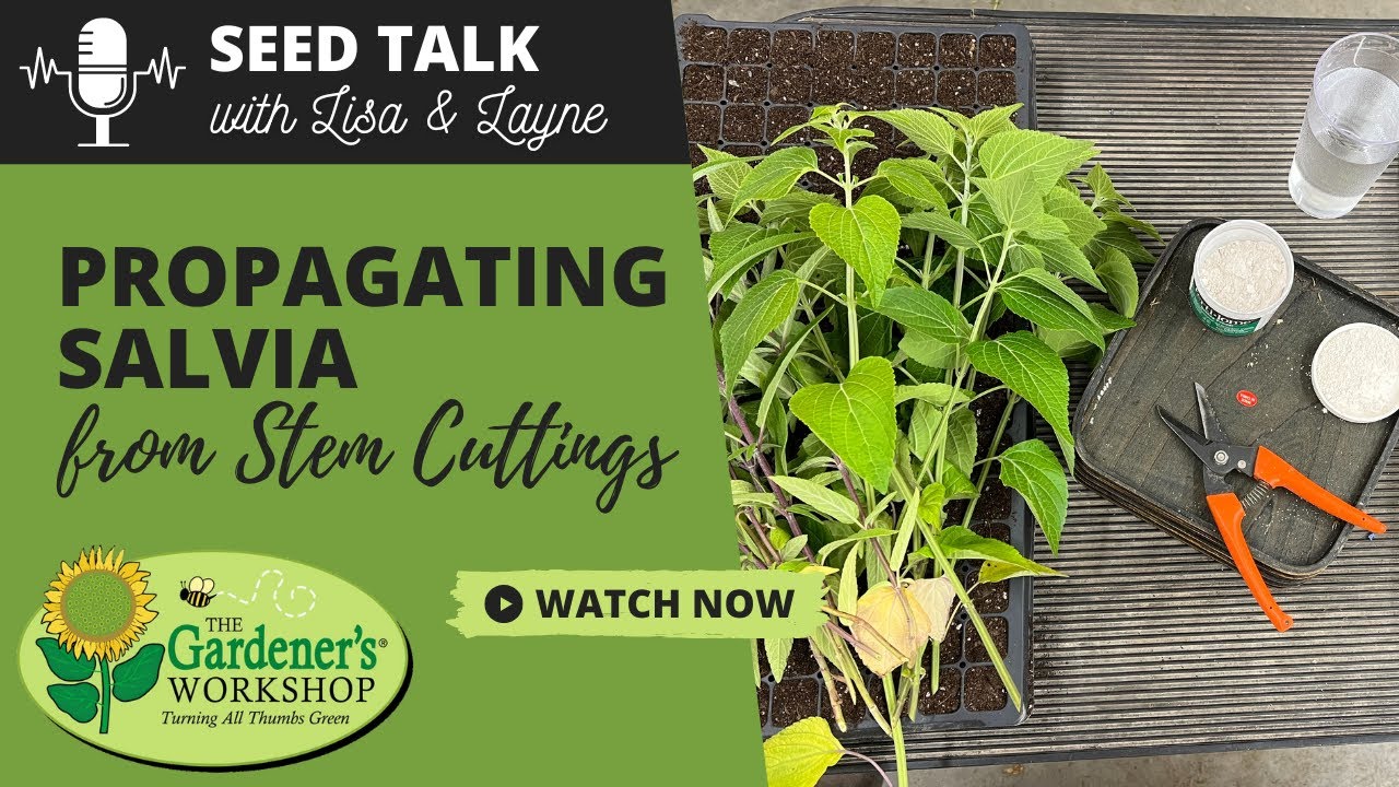 Seed Talk #39 - Propagating Salvia from Stem Cuttings