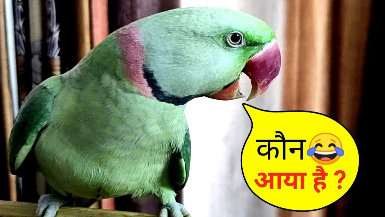 Parrot Pablo saying Mummy कौन आया है and Bye Bye