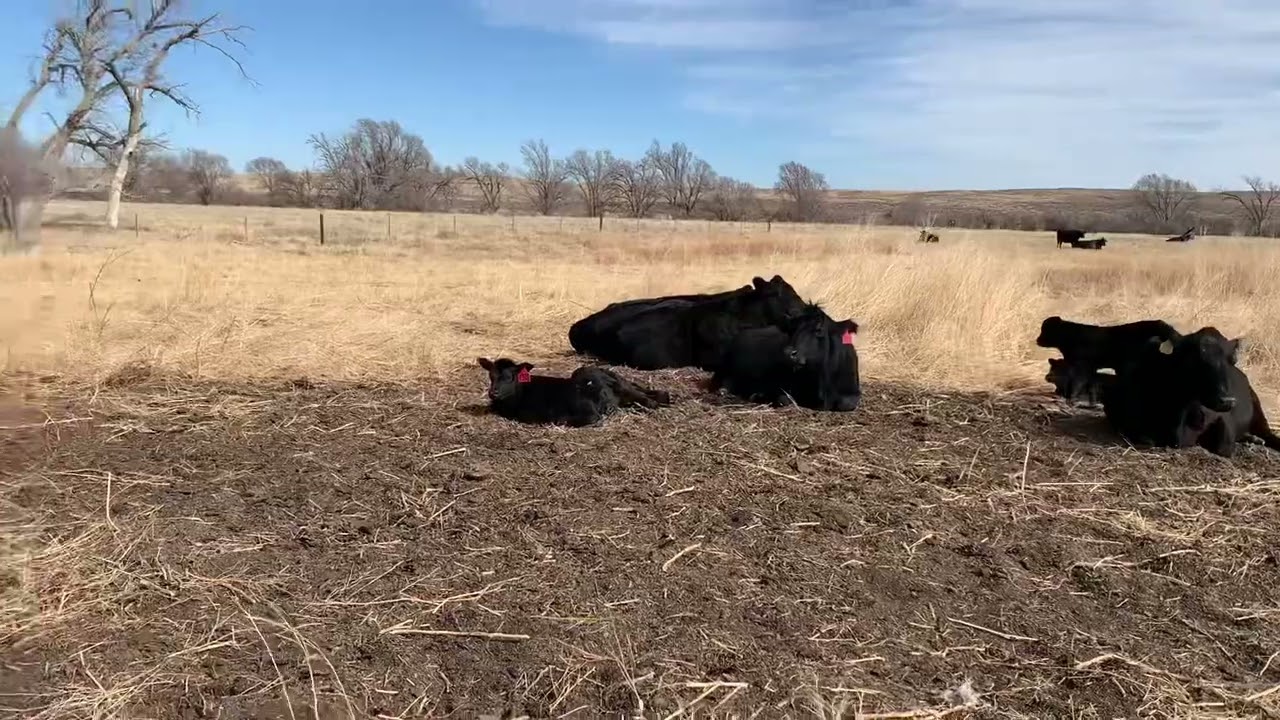 Come with me to check the cows & calves
