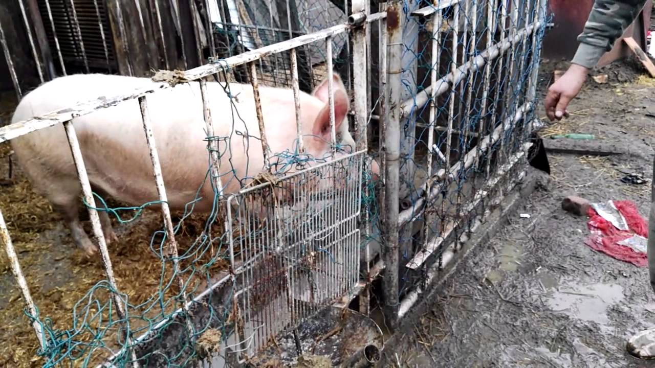 Okos malac / smart pig