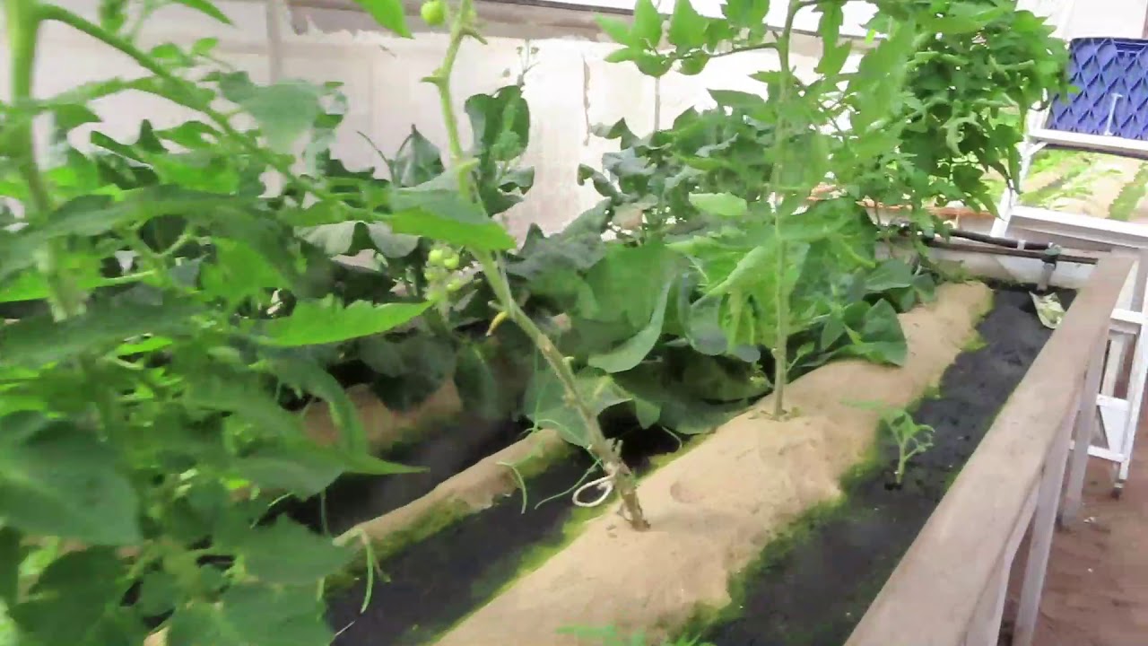 New iVAS Grow Bed System at Practical Aquaponics.