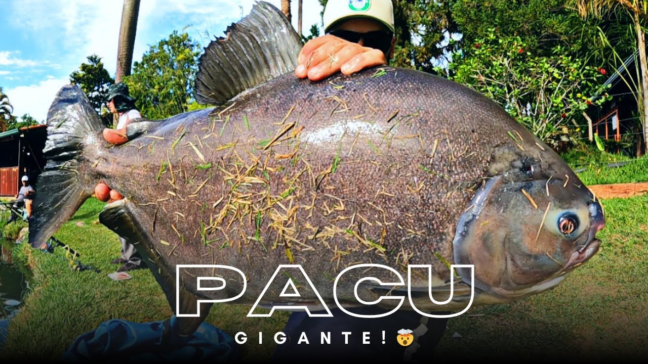 UM CANTINHO DE LAGO NO PESQUEIRO LOTADO DEU RESULTADO!