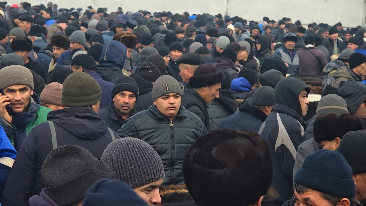 Xujabot mol Bozori Narxlari Boqma Buqalar va Yemga Tayor Buqalar Narxlari Andijon 