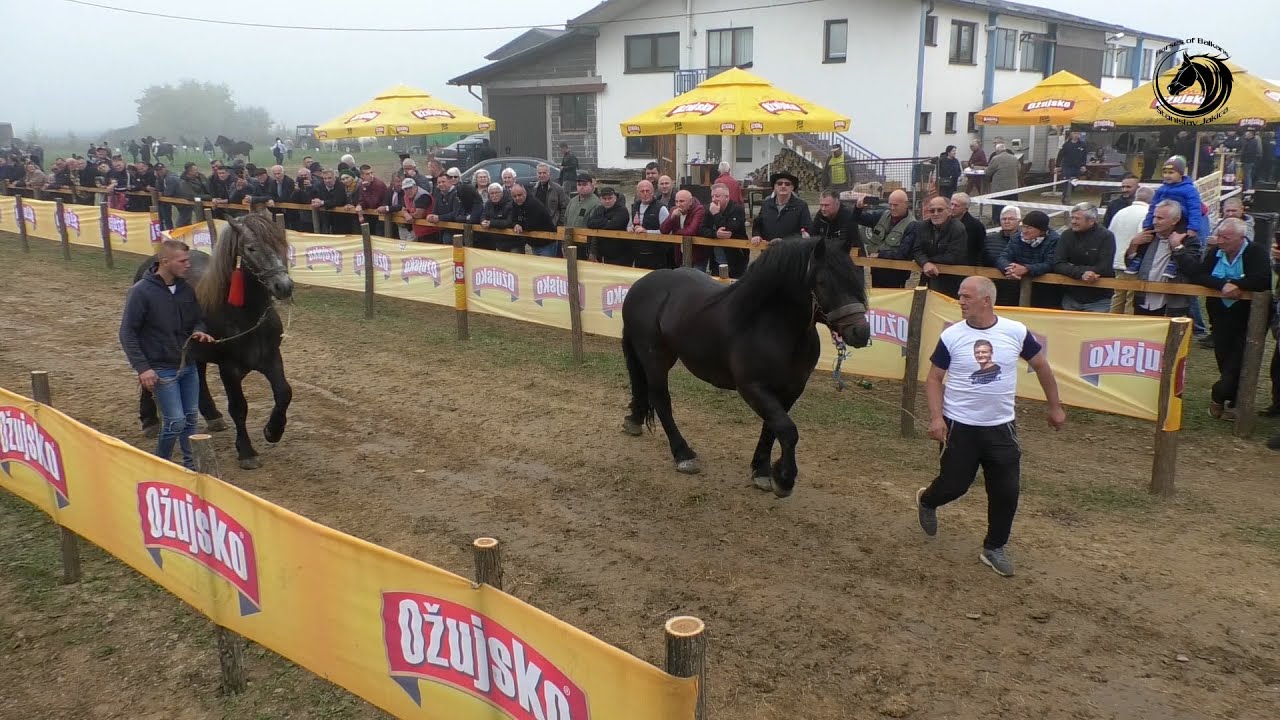 -IZLOŽBA KONJA NA ŠTRAPARIJADI U ODŽAKU -