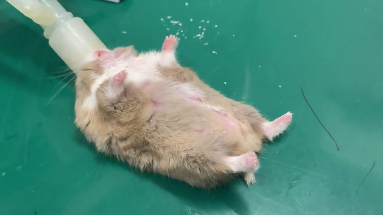 ハムスターが病院で全身麻酔をかけて爪を切った結果…！〔キャンベルハムスターのすこぽ〕