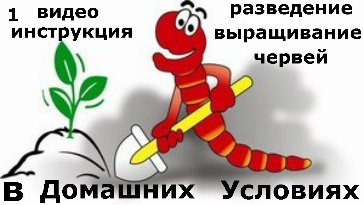 1. Инструкция выращивания червей в домашних условиях. Все секреты разведения дождевых червей.