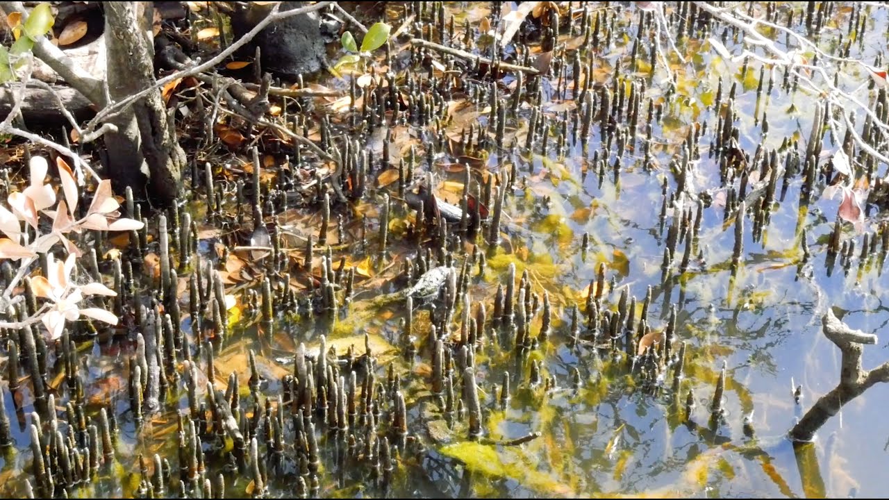 HOW MANGROVE FORESTS STORE CARBON
