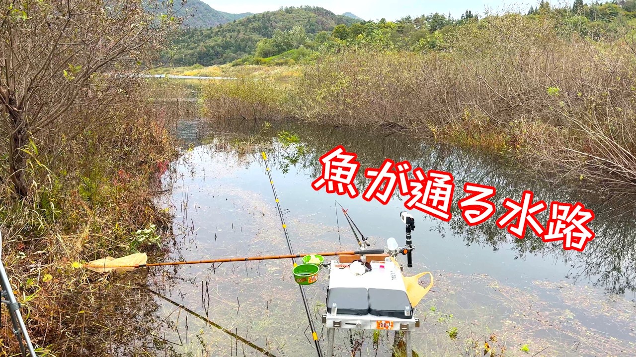 悪戦苦闘！水路を遡上してくるヘラブナを狙って釣りたい