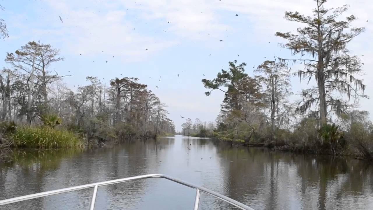 Martin bird swarm, nature trail, Lake Maurepas