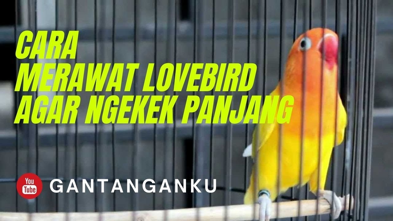 Cara merawat lovebird agar ngekek panjang | Part 1
