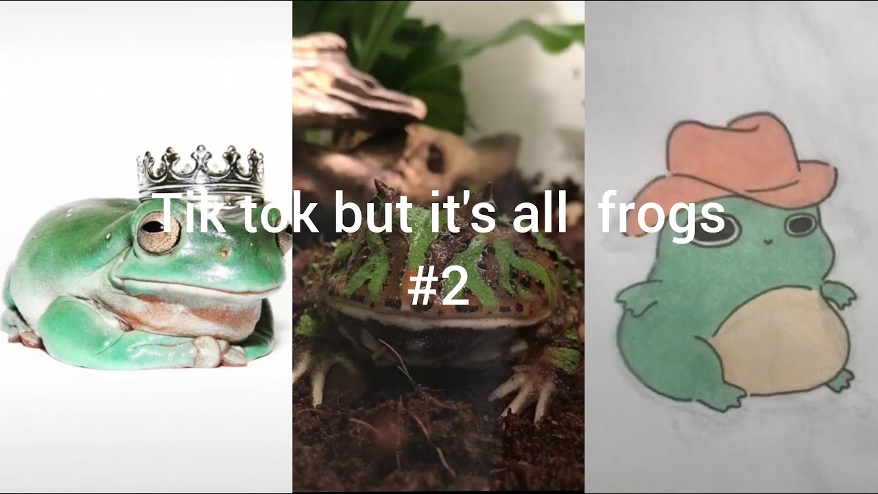 Tik Tok but it's all frogs #2
