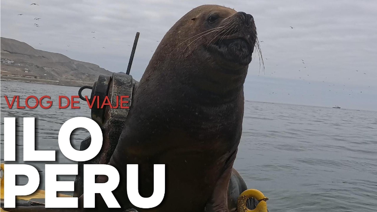 Cabezas rotas y lobos marinos en Ilo, Perú | Ilo Vlog (Parte 1)