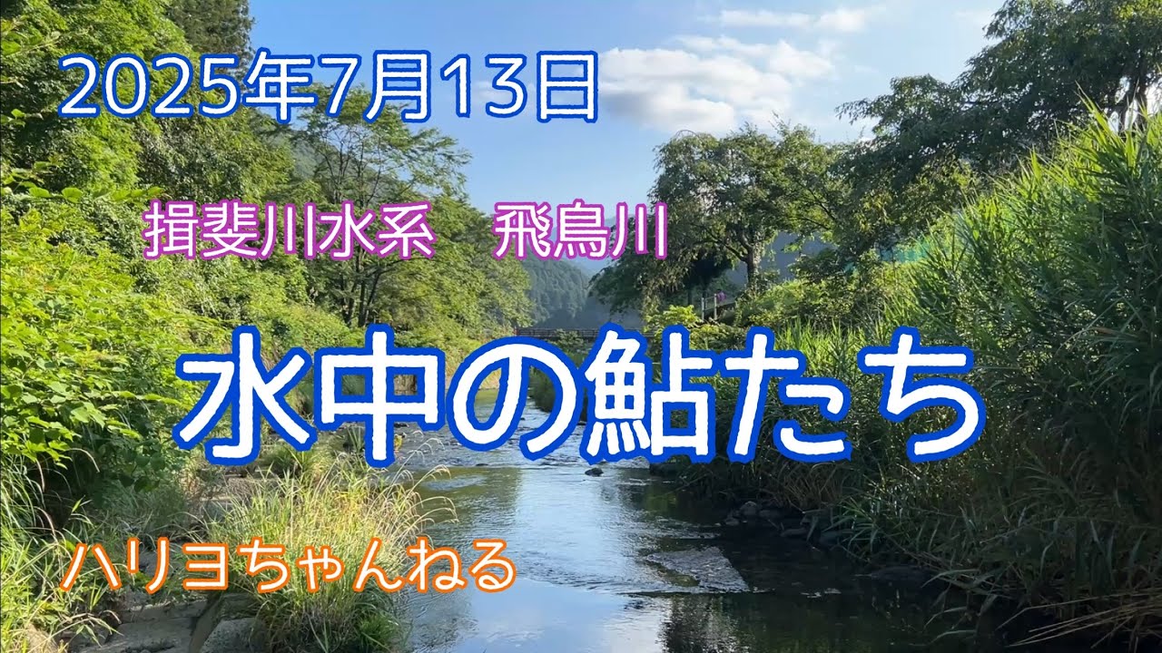 飛鳥川の鮎たちの水中撮影