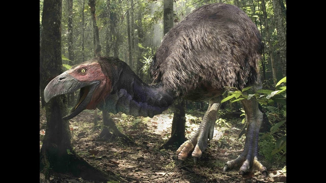 Phorusrhacidae - prehistoryczny ptak zab&oacute;jca.