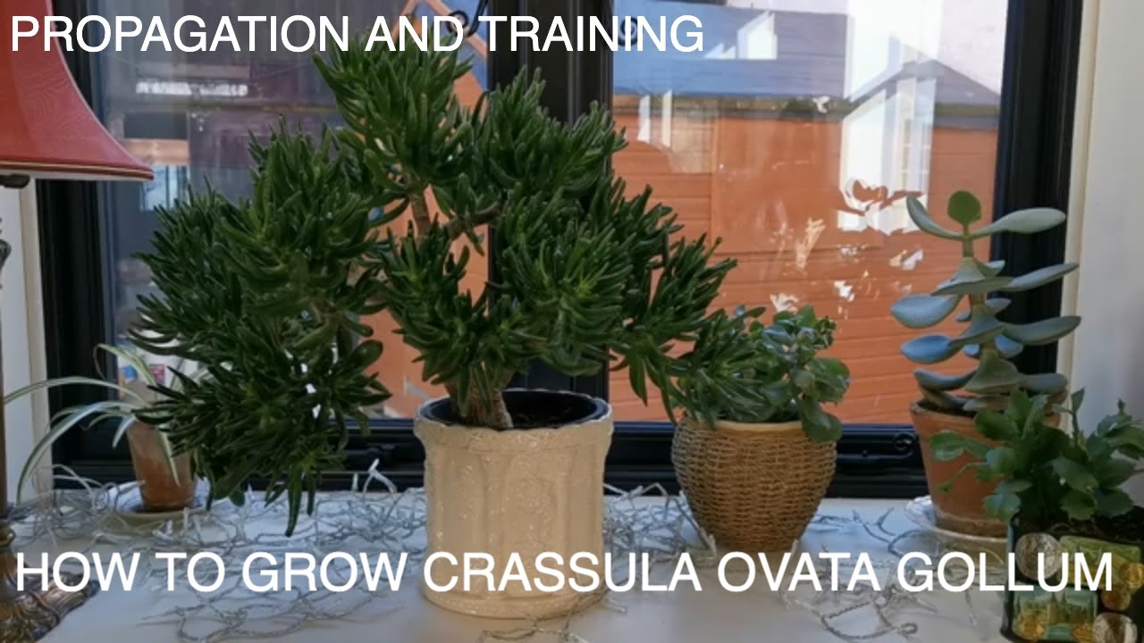 How to Grow Crassula Ovata Gollum