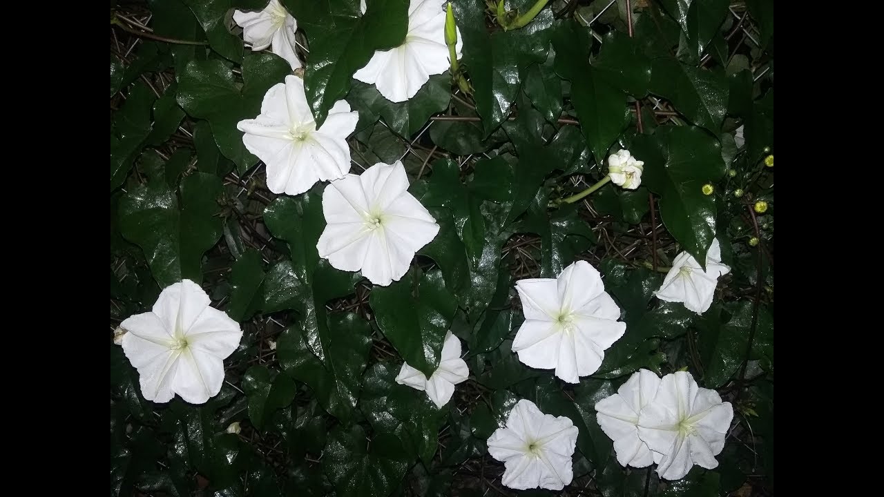 resultado final de la siembra de semillas de Ipomoea alba / Dama de noche