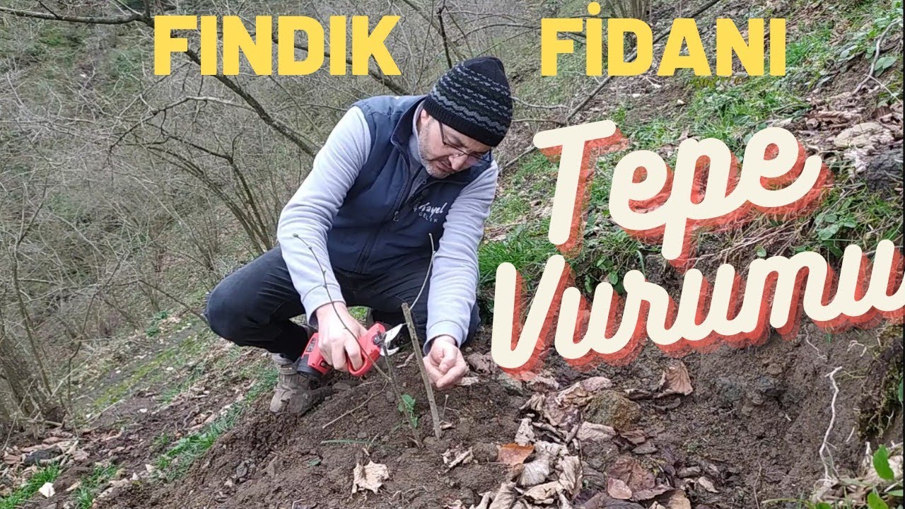 Yeni Dikim FINDIK FİDANI Tepe Vurumu | Bitkinin Kök Gelişimi İçin Hangi Yükseklikten Tepe Vurulmalı?