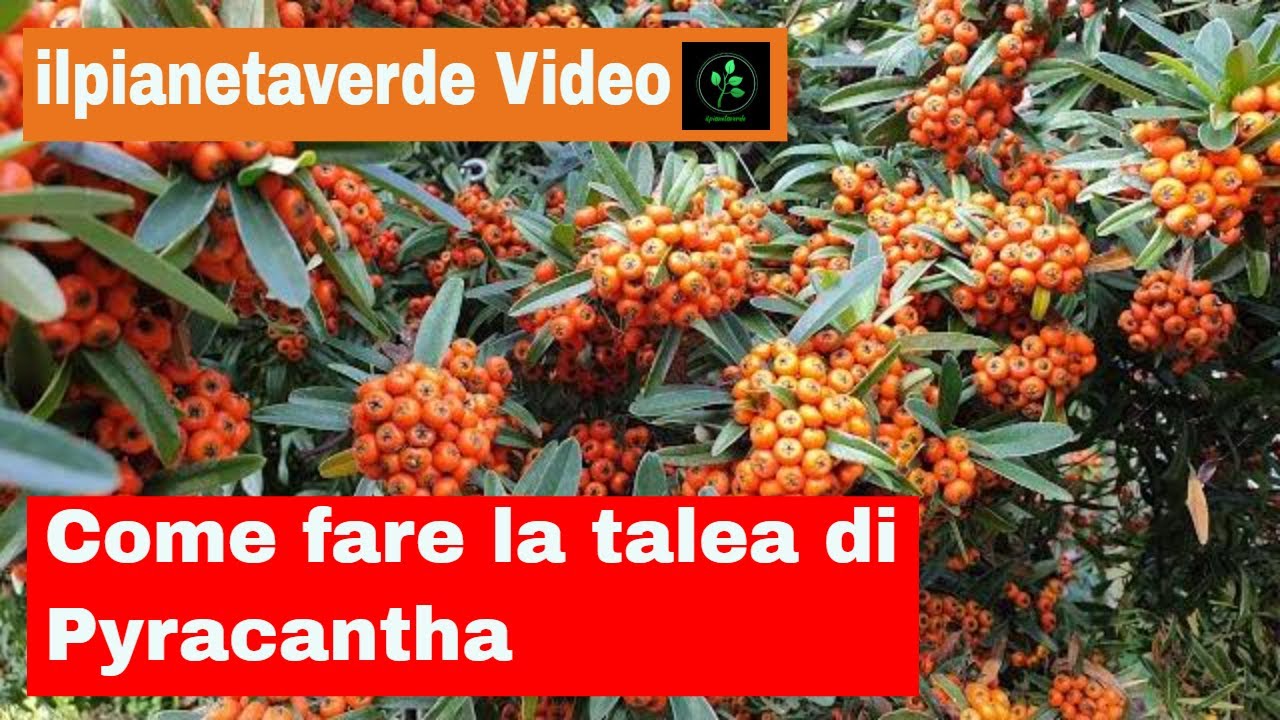 Come fare la talea di Pyracantha