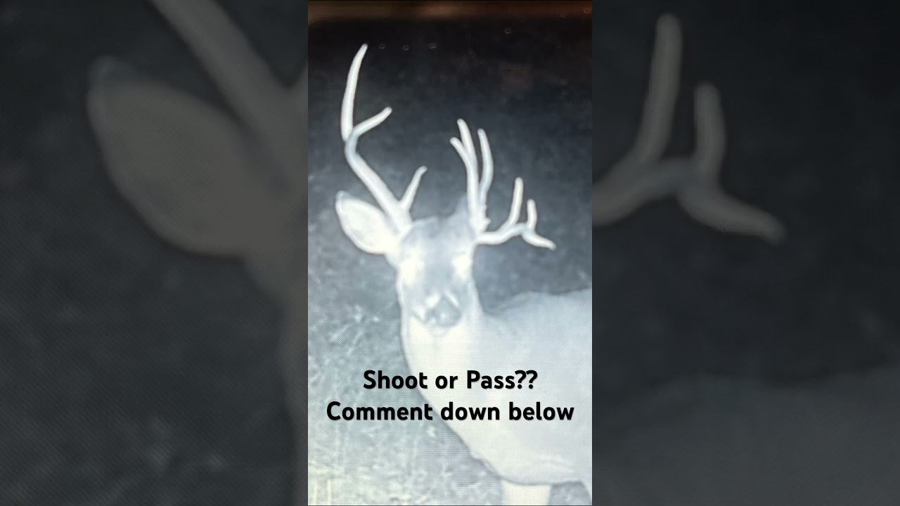 Weirdest Buck Ever!! @hunting @christmas @crazy bucks