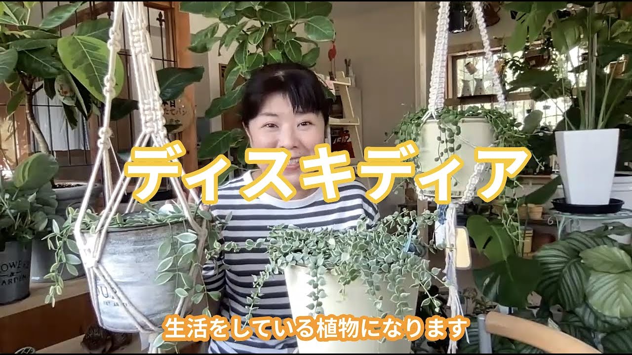 ディスキデアの魅力と育て方 [ 福岡 糸島 観葉植物 & 雑貨 店 ]