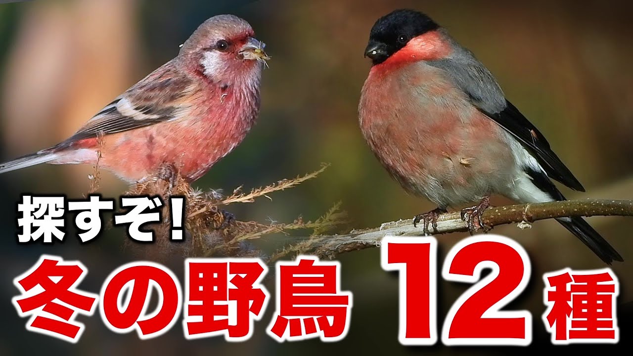 ふっくら可愛い野鳥たちを大発見…その場所には！？