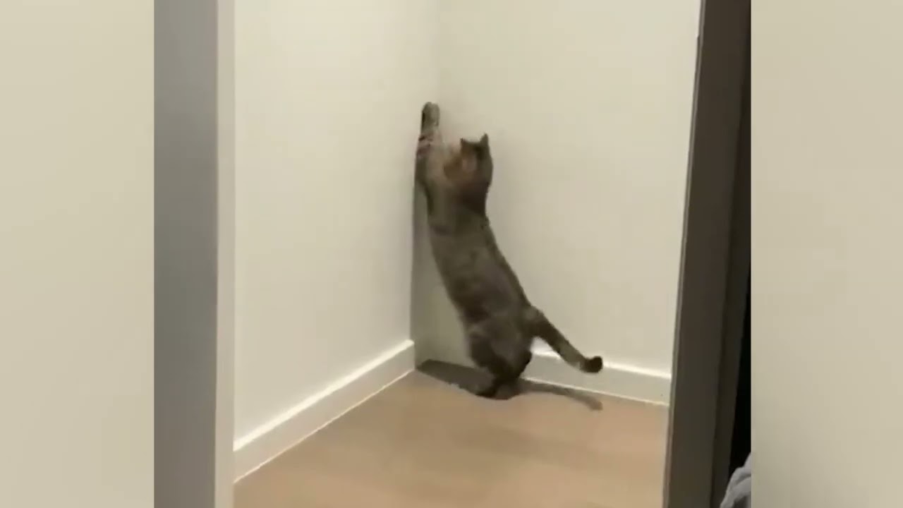 Funny animals tumbling and tucking in to lift your spirits