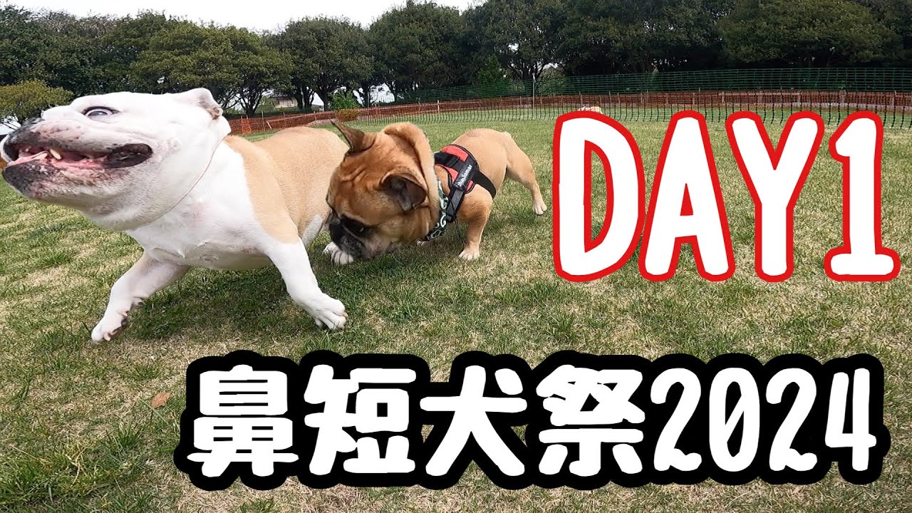 【鼻ぺちゃの祭典】ぱせりも大興奮な鼻短犬祭２０２４