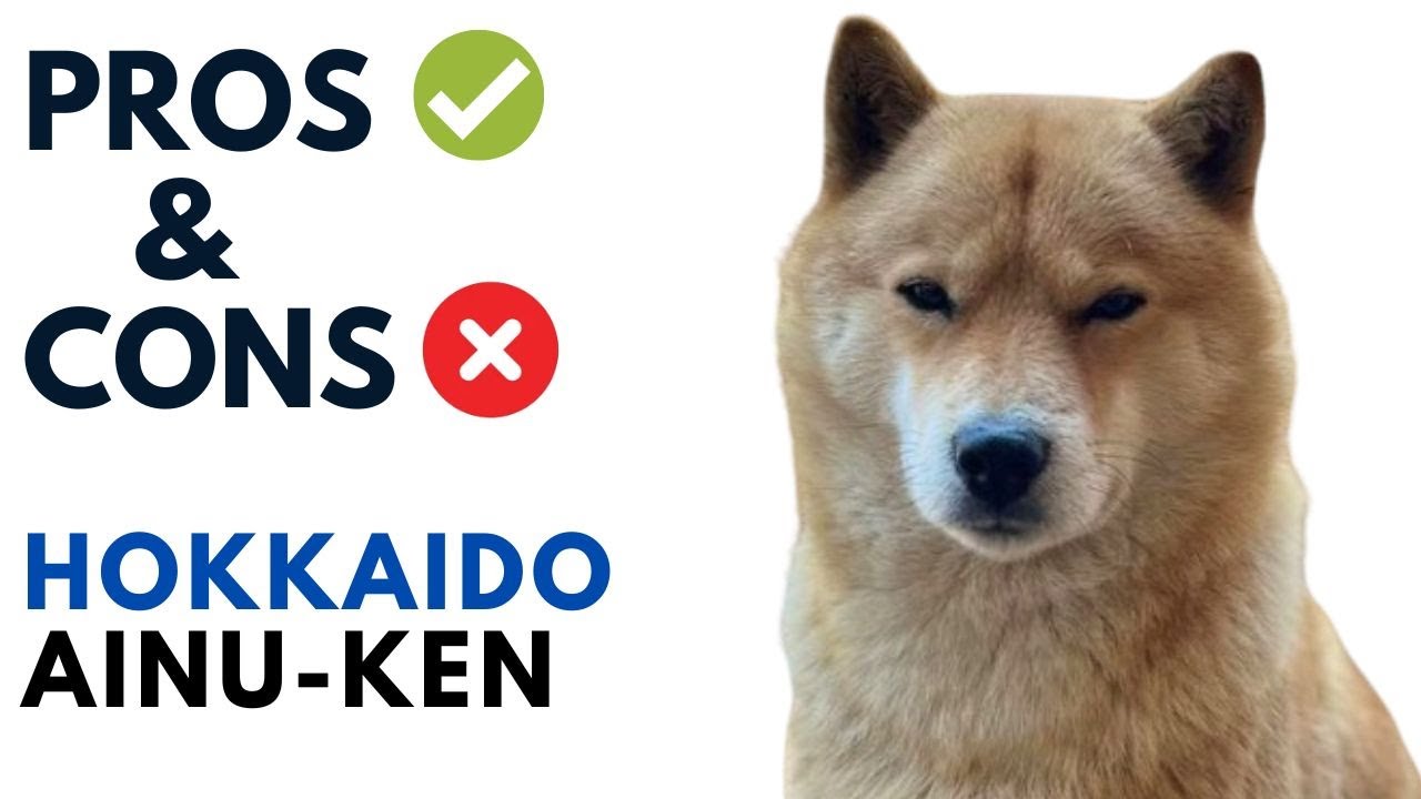 Hokkaido Dog Pros and Cons | Ainu-ken Advantages and Disadvantages