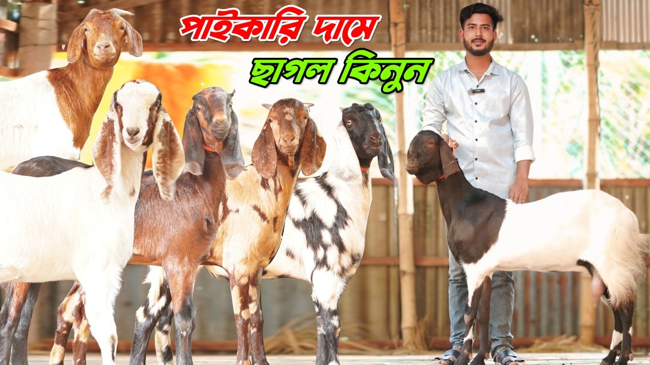 খামার উপযোগী ছাগল কিনুন পাইকারি দামে। তোতাপুরী । বিটল। হরিয়ানা। বয়ার ছাগল।