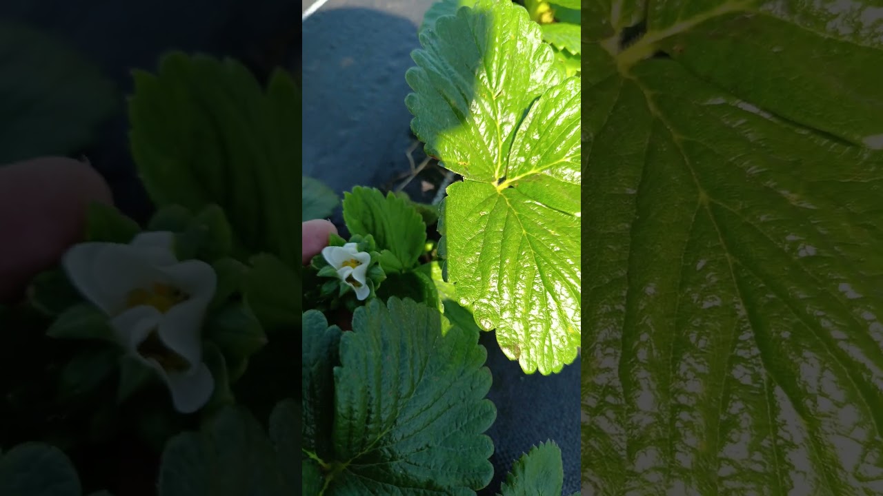 Начало второй волны на Альбионе #альбион #клубника #strawberry #клубника #огород #сад