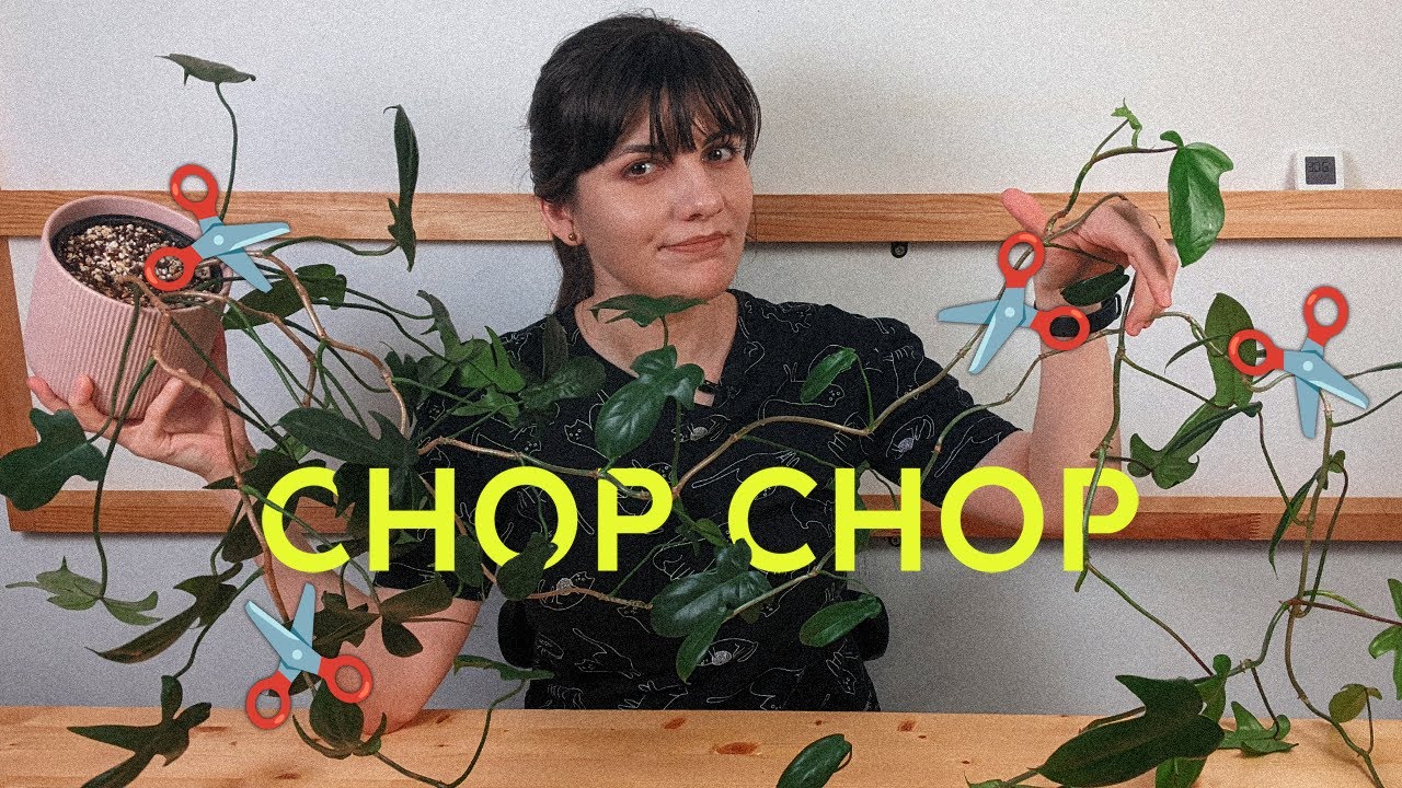 Why Your Plant is Leggy and How to Fix It