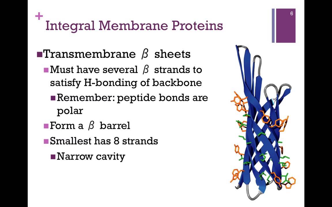 056-Membrane Proteins