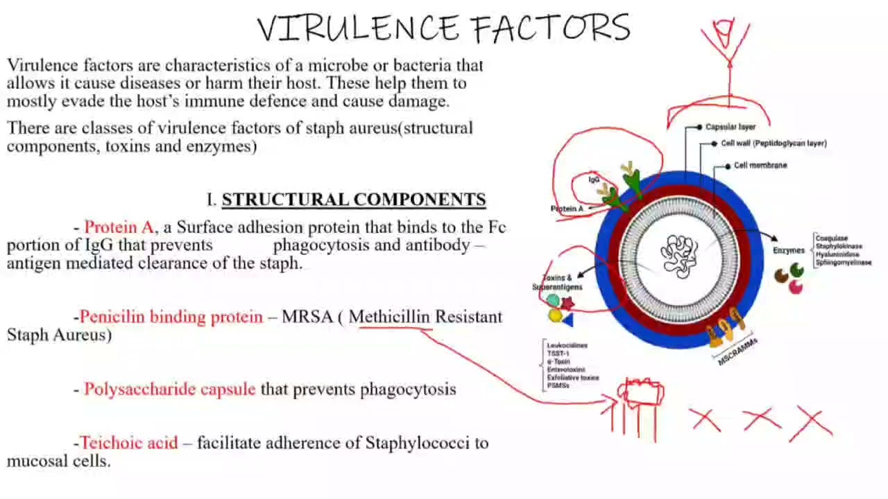 Staphylococcus aureus (Microscopic morphology and Cultural Characteristics), Part 2