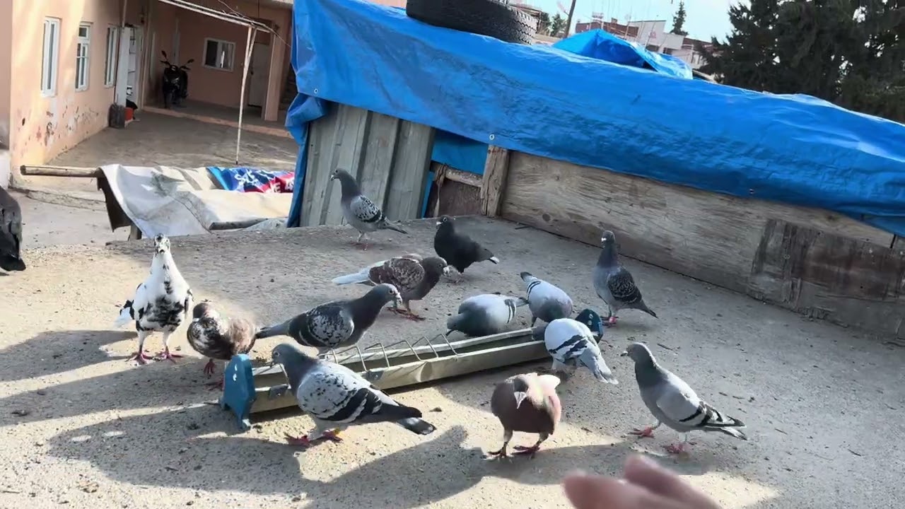 🪿 kazları ördekleri getirdik destek olursanız sevinirim arkadaşlar 
