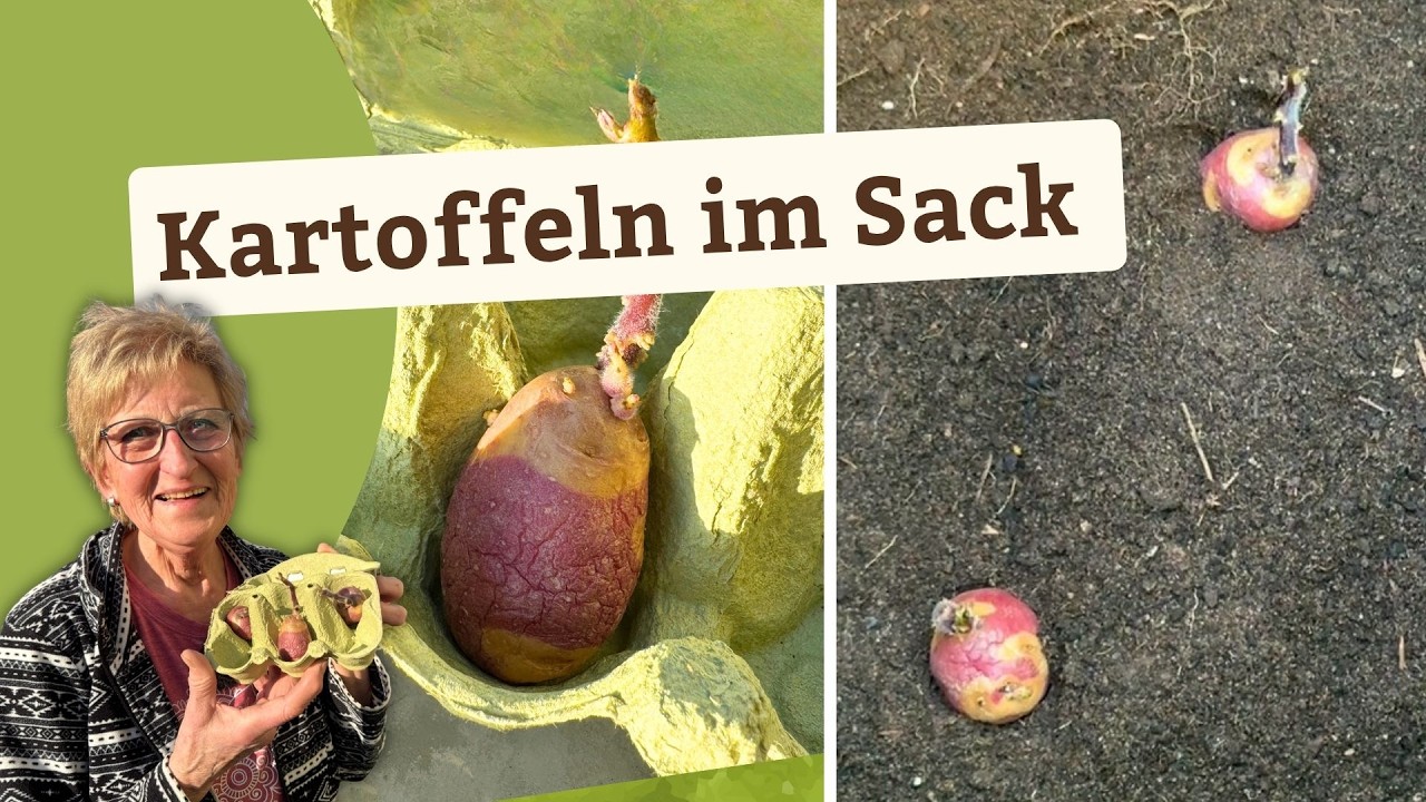 Kartoffeln im Pflanzsack anbauen &ndash; so gehe ich vor