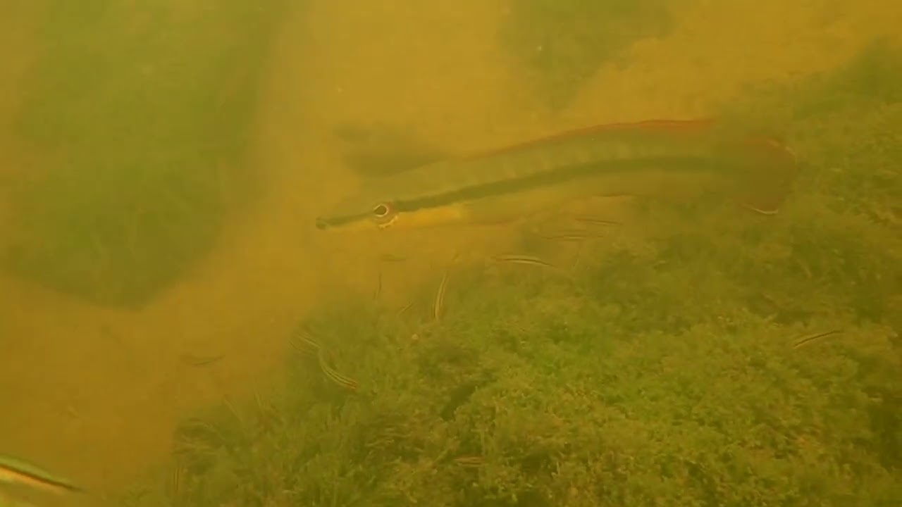 Saut Maripa Guyane Crenicichla ternetzi
