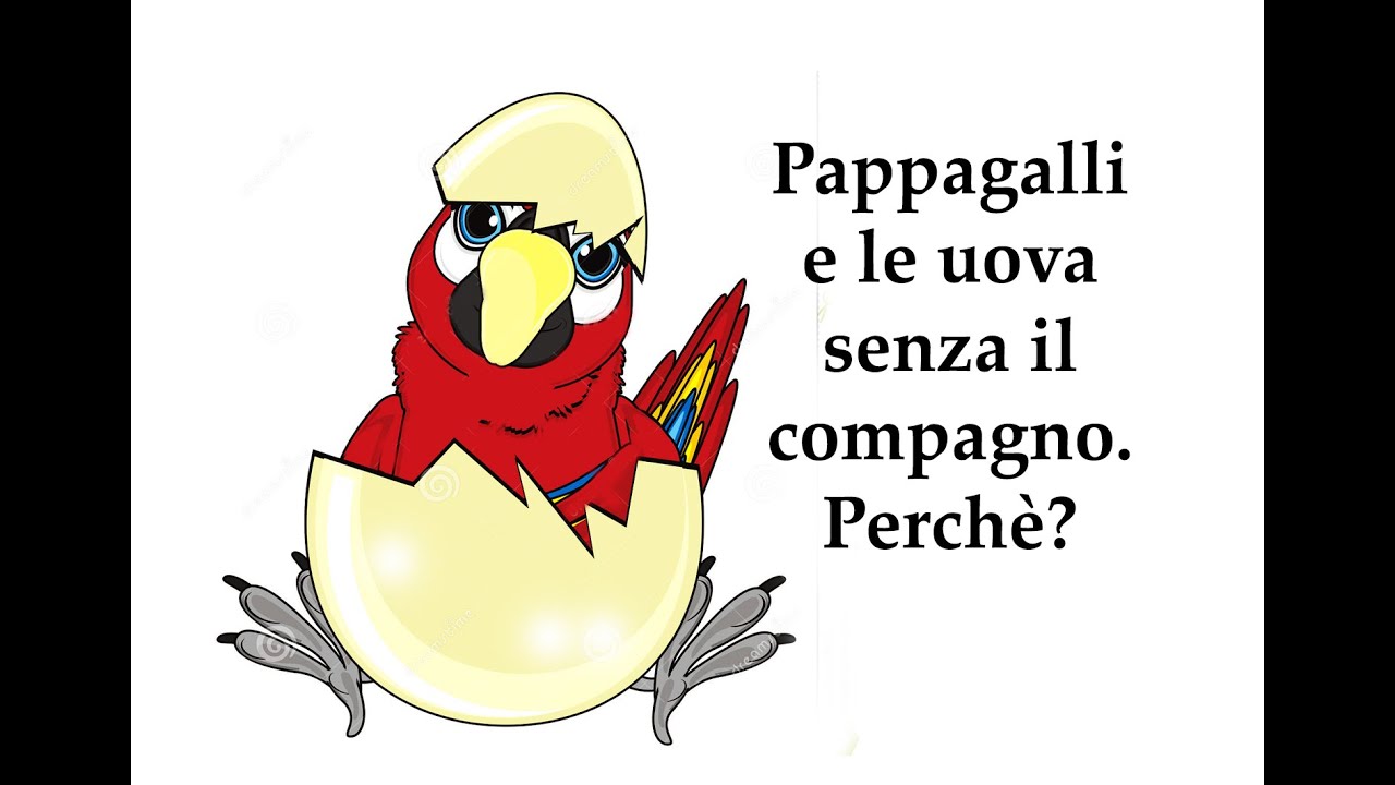Fanno le uova senza il compagno. Perchè?